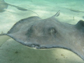   picture taken during one famous Sting Ray City dives Cayman Islands. Islands  